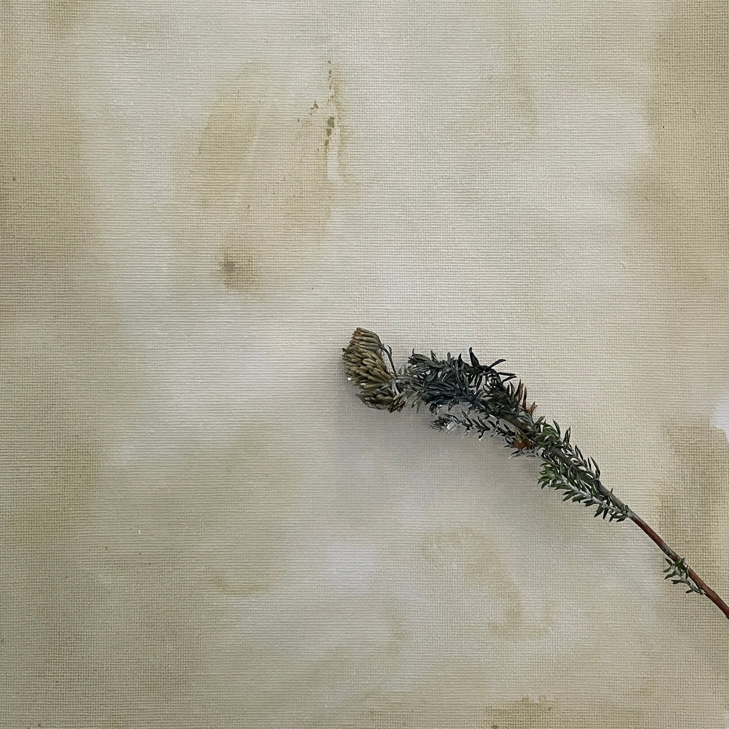 'Fynbos' Collection